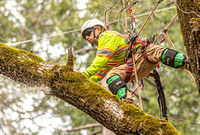 03-31-20 Tree Crew Glencoe