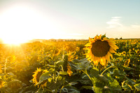 Sunflowers, Sunset, by Stephanie