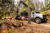 04-21-20 Tree Removal in Glencoe CA